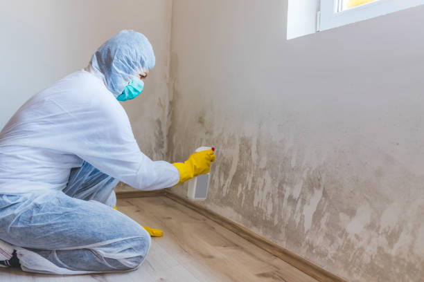 Licensed Black Mold Remediation service in Georgetown, PA - Car Mold Remediation