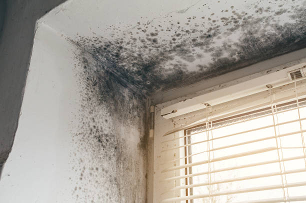 Affordable Black Mold Remediation solutions in Georgetown, PA