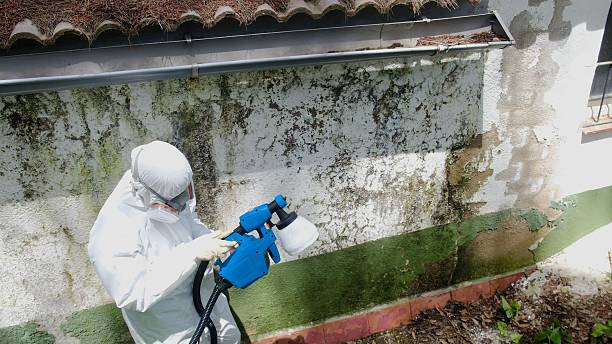 Top rated local Black Mold Remediation specialists in Georgetown, PA